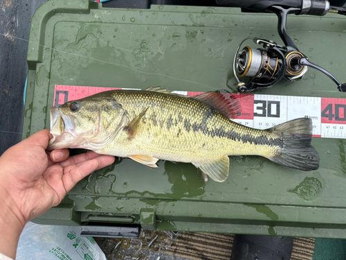 ラージマウスバスの釣果