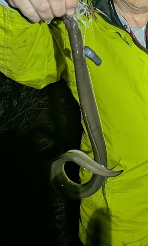ウナギの釣果