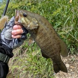 スモールマウスバス