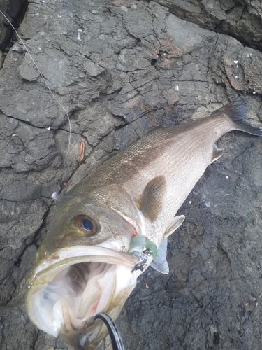スズキの釣果