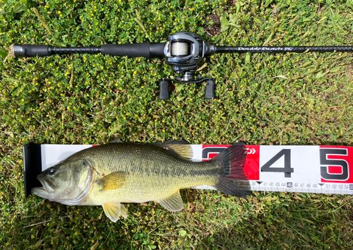 ブラックバスの釣果
