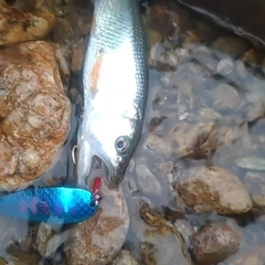 ハスの釣果