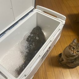 ヒラメ