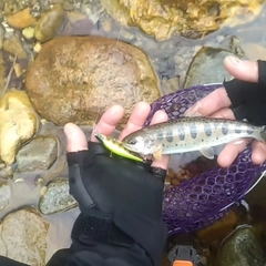 ヤマメの釣果