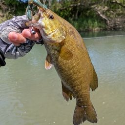 スモールマウスバス