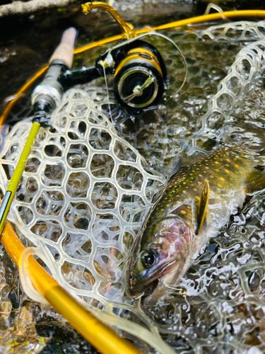 イワナの釣果