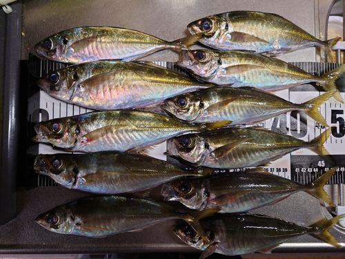 アジの釣果