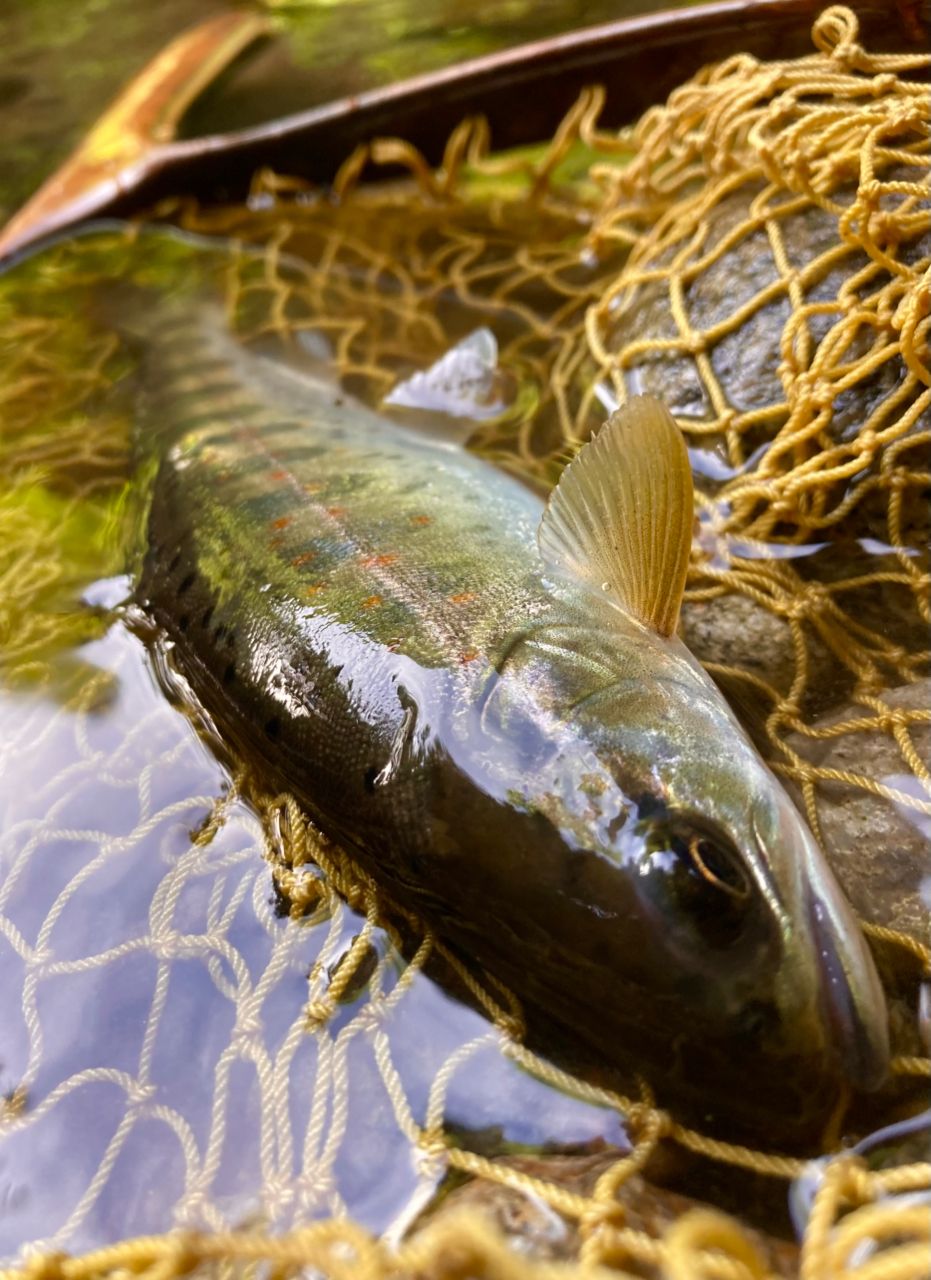 アマゴ