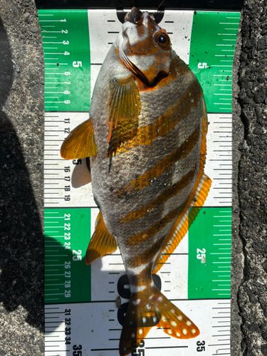 タカノハダイの釣果