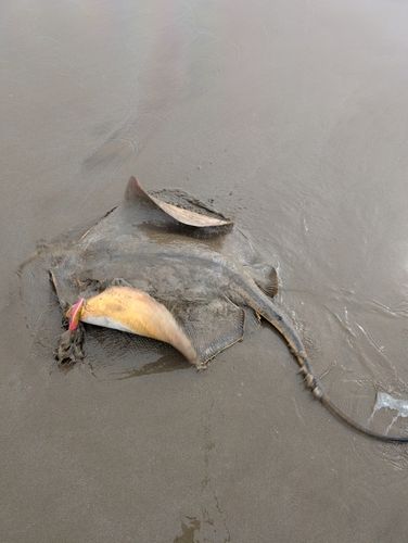 アカエイの釣果