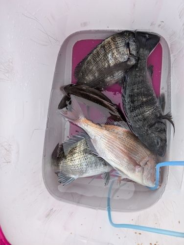 チヌの釣果