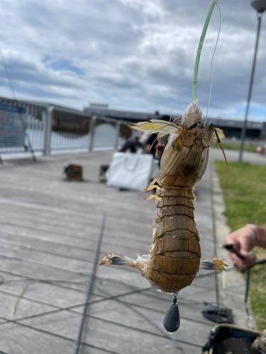シャコエビの釣果
