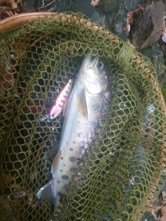 ヤマメの釣果