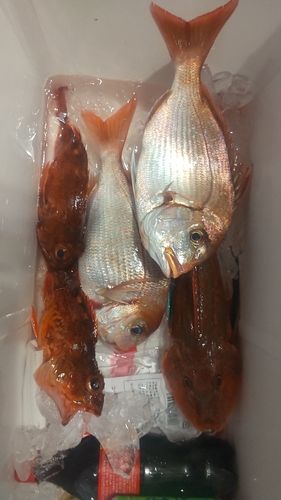 ハナダイ