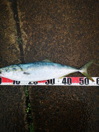 イナダの釣果