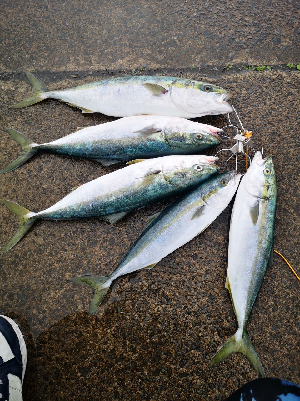 イナダ