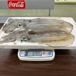 アオリイカ