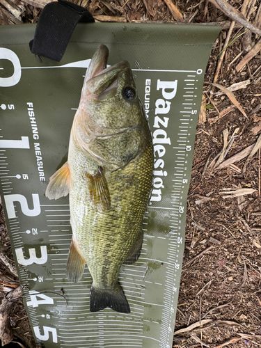 ブラックバスの釣果