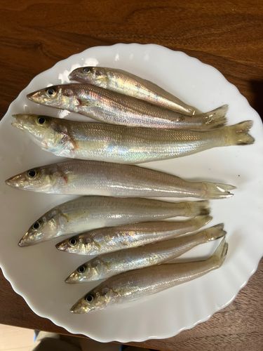 キスの釣果
