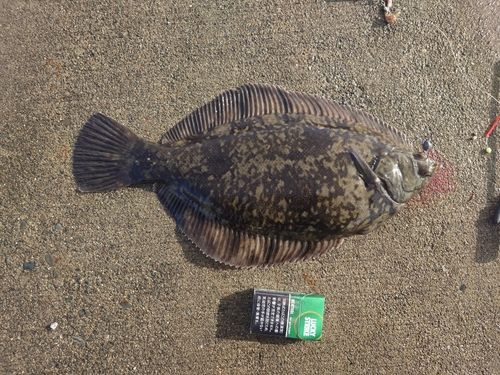 クロガシラガレイの釣果