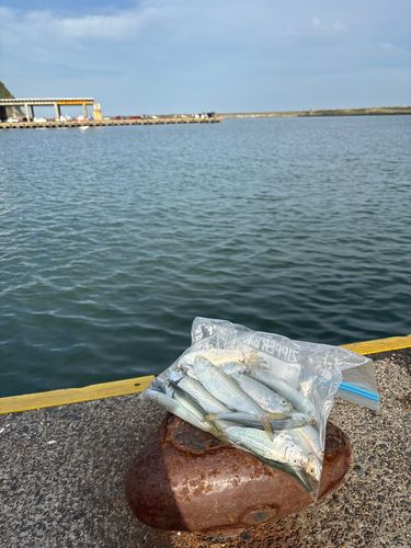 サッパの釣果