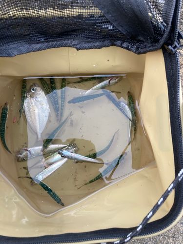 サバの釣果