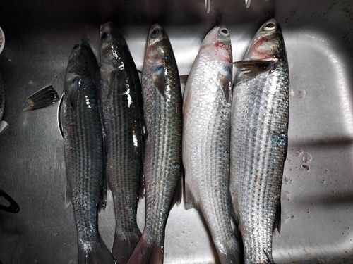 ボラの釣果