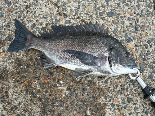 チヌの釣果