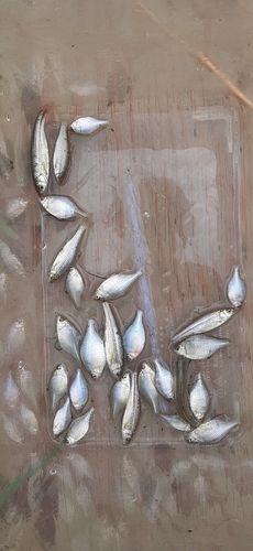 タイリクバラタナゴの釣果