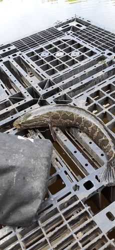 ライギョの釣果