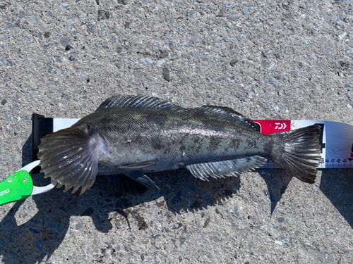 アイナメの釣果