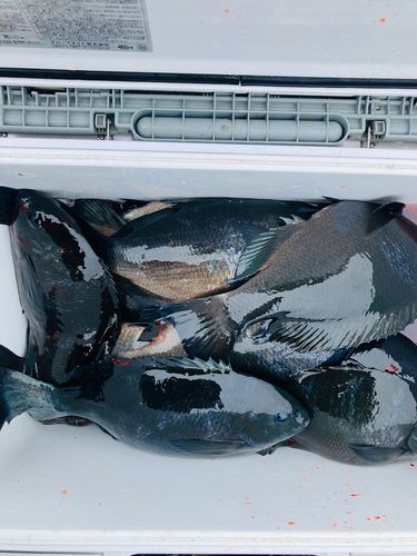 メジナの釣果
