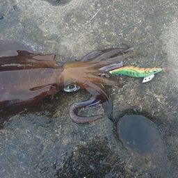 アオリイカ