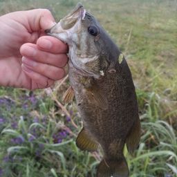 スモールマウスバス