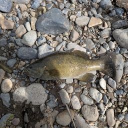 スモールマウスバス