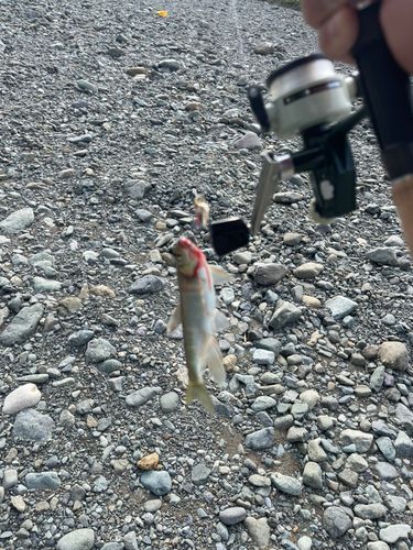 オイカワの釣果