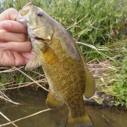 スモールマウスバス