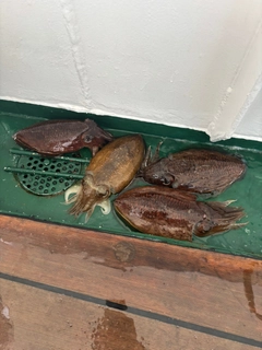 コウイカの釣果