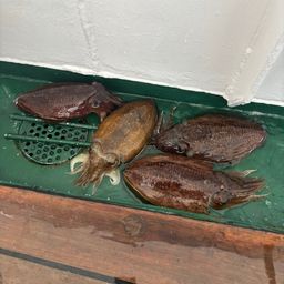 コウイカ