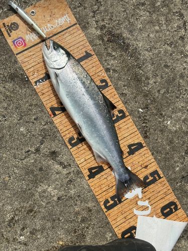 サクラマスの釣果