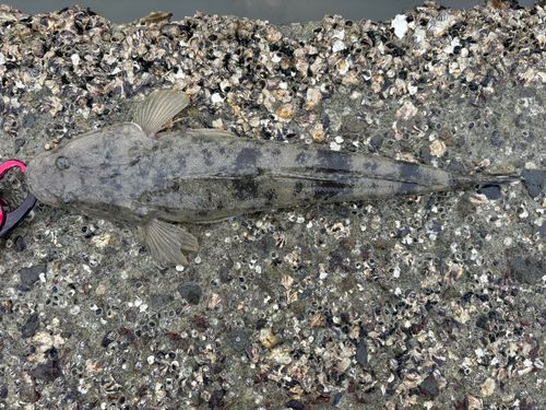 マゴチの釣果