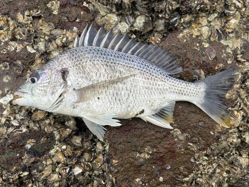 キビレの釣果