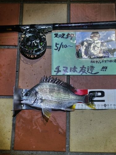キチヌの釣果