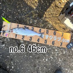 サクラマス