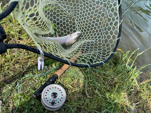 ニジマスの釣果