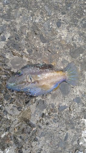 キタマクラの釣果