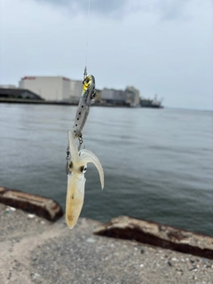 イカの釣果