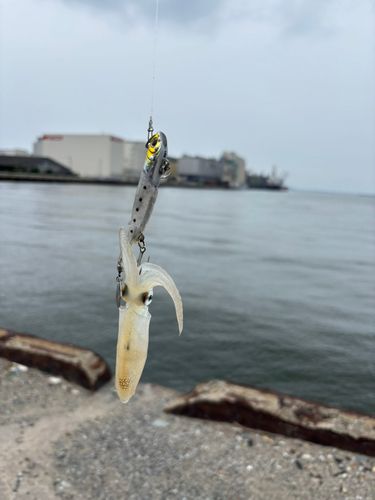 イカの釣果