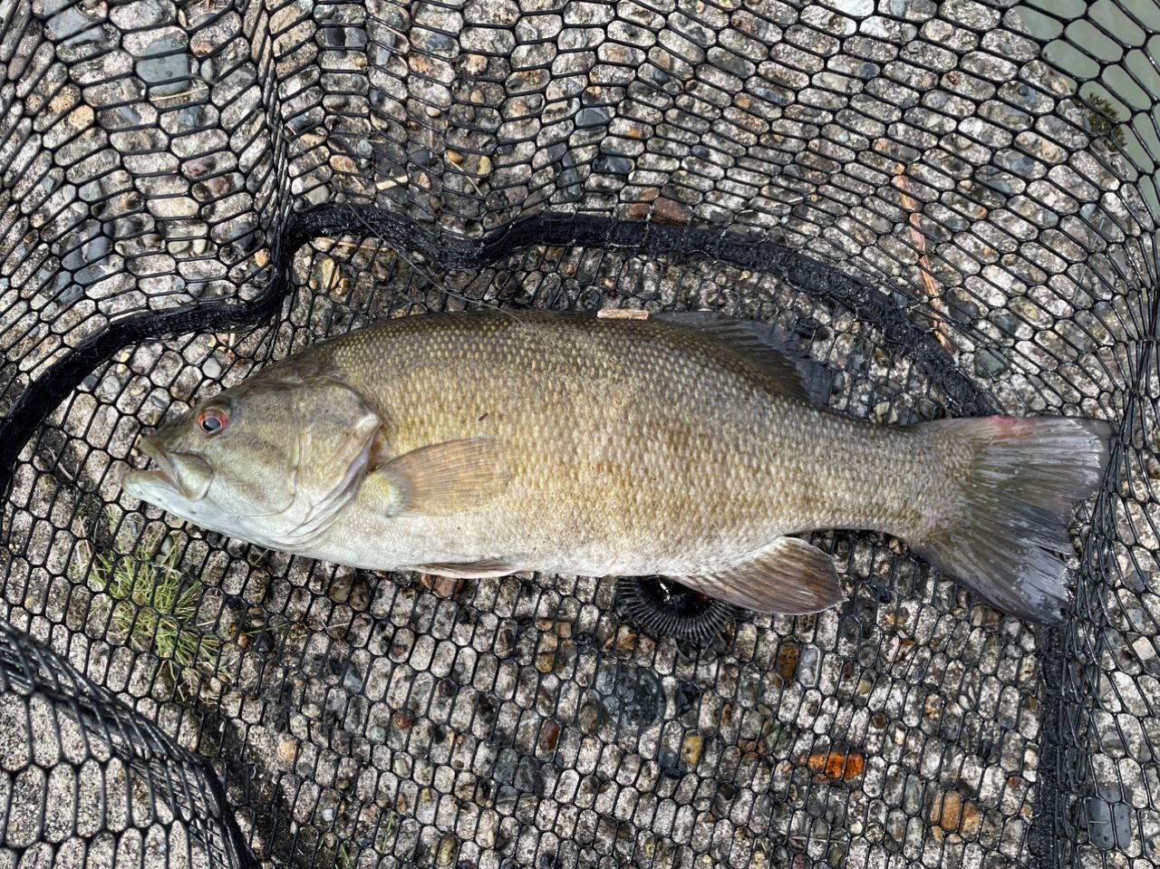 スモールマウスバス