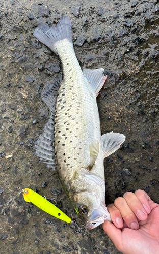 セイゴ（タイリクスズキ）